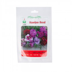 بذر گل میخک، پابلند و الوان