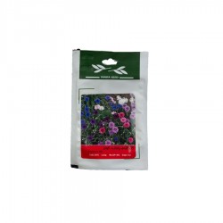 بذر گل گندم، پابلند، الوان